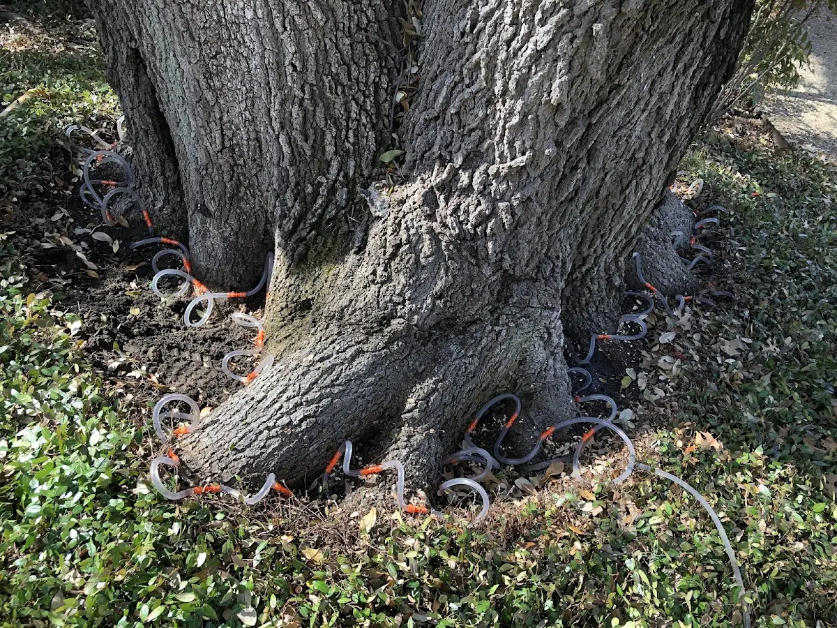 Detailed Tree Cabling and Bracing job site in Cropseyville