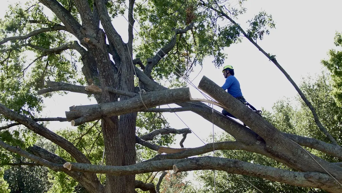 Professional Crown Thinning performed by certified arborists in Cropseyville
