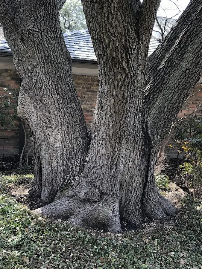 Mature heritage tree close to a Cropseyville property cared for by certified arborists
